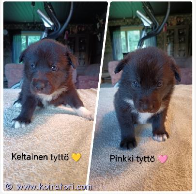 myydään sekarotuinen www.koiratori.com-ilmoitus Meille on syntynyt 30.7.26 karjalankarhukoira/jämtlanninpystykorva pentuja.6 narttua ja 5 urosta. Kaikki ovat väriltään mustavalkoisia.vapaana 2 narttuapennut sopivat metsästykseen tai kotikoiriksi liikunnalliseen kotiin.yksi pennuista tullaan jättämään itselle.pentueen vanhemmat ovat olleet hirvenmetsästyskäytössä ja ovat myös hyviä perhekoiria.molemmat ovat tervepäisiä, hyvähermoisia, ei arkuutta tai varautuneisuutta. Ovat olleet myös terveitä, eikä ole ollut allergioita.ovat todella kilttejä myös lasten kanssa. Emä rauhallinen ja lempeä, joka rakastaa olla silitettävänä.isä aktiivisempi, todella hellyydenkipeä jonka lempipaikka on sylissä.linkki isän sukutauluun https://jalostus.kennelliitto.fi/frmkoira.aspx?rekno=fi33325/23r=42linkki emän sukutauluunhttps://jalostus.kennelliitto.fi/frmkoira.aspx?rekno=fi37274/21r=48kasvavat n. 20-25kg kokoiseksi ja sopivat sekä ulko että sisäkoiriksi. Turkki tulee olemaan helppohoitoinen ja säänkestävä.pennut asuvat lapsiperheessä, joten tulevat hyvin tottumaan pieniin lapsiin, kodin ääniin ja myöskin toisiin koiriin, mitä kotona asustaa.pentujen luovutus on 24.9 alkaen, 8 viikon iässä.ennen luovutusta pennut tullaan madottamaan useasti, 2, 4, 6 ja 8 viikon iässä.eläinlääkäri tekee pentutarkastuksen sekä siruttaa pennut.rokotus jää uudelle omistajalle, pentujen ollessa 12 viikon ikäisiä. Pennut ruokitaan laadukkaasti ja hoitotoimenpiteitä harjoitellaan pienestä pitäen.pennuista pyydämme varausmaksun 50e mikä vähennetään kokonaishinnasta.pennut saavat mukaansa pentupakkauksen (sisältää pannan, hihnan, lelun, herkkuja, tuttua ruokaa yms.)pennuilla on myös oma instagramtili johon päivitetään pentujen kuulumisia viikottain.lisätietoja pennuista myös soittamalla044-0450854 (mikko)