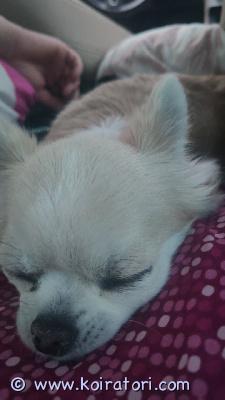 myydään chihuahua www.koiratori.com-ilmoitus Uutta kotia etsii 3v chihuahua pitkäkarvainen narttu. On tottunut toisiin koiriin, kissoihin ja vauvasta vaariin. Ei hauku turhia. Sisäsiisti. Kulkee ilman hihnaa ihmisen lähellä. Etsin koiralle uutta kotia vain ja ainoastaan oman radikaalisesti muuttuneen elämäntilanteen vuoksi.koira asuu oulussa.hinta. 900€