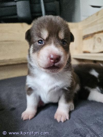 myydään sekarotuinen www.koiratori.com-ilmoitus Omaa kotiaan etsii siperianhuskyn ja australianpaimenkoiran risteytys narttupentu. Luovutus alkaen 7vk 3.10. Etelä-savo.