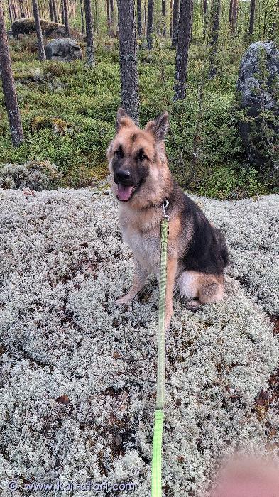 myydään sSaksanpaimenkoiramix www.koiratori.com-ilmoitus Hei,Olen 12 kk ikäinen paimenkoira mix uros ja etsin uutta kotia. Esittelen itseäni vähän, kuka olen. Minussa on kaksi rotua, saksanpaimenkoira-valkoinenpaimenkoira.Olen hyväluonteinen ja kiltti. Miellytän omistajaa ja toimin kuten omistaja  haluaa minun toimivan. Minua on koulutettu pennusta asti ja osaankin jo monia tärkeitä perustaitoja. Ymmärrän paljon ihmisten käyttämiä sanoja, joilla minun halutaan toimivan ja  noudatan niitä. Näitä ovat mm. Istu, maahan, rauhassa, odota, tule, ei tule, ole hyvä, mene pois, jätä, irti, paikka, nukkumaan. Lisää saa opettaa. Opin helposti.Välillä nuoruuteni 