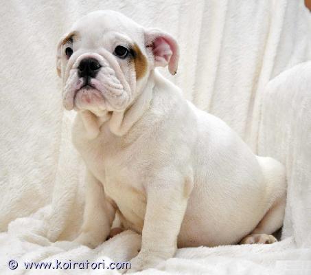 myydään Englanninbulldogin pentuja www.koiratori.com-ilmoitus Meillä on uros- ja naaraspentuja, jotka ovat nyt valmiita lähtöön. Molemmilla on upean leikkisä luonne, ja ne rakastavat leikkiä lasten ja muiden lemmikkien kanssa! ne lähtevät myös pentuekavereidensa tuoksuisen peiton ja pehmolelun kanssa. Nämä pennut ovat täydellisiä seuralaisia ??ja ne sopivat täydellisesti mihin tahansa perheeseen. Niillä on merkittävä näyttelypotentiaali tai niistä tulee hellävaraisia ??perheen lemmikkejä. Ne ovat kaikki terveitä, rokotettuja, kotikoulutettuja, pottakoulutettuja ja kaikki ovat pottakoulutettuja. Ota yhteyttä saadaksesi lisätietoja, kuvia ja toimitusta.