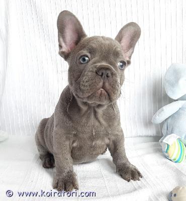 myydään Ranskanbulldogin pentuja www.koiratori.com-ilmoitus Meillä on uros- ja naaraspentuja, jotka ovat nyt valmiita lähtöön. Molemmilla on upean leikkisä luonne, ja ne rakastavat leikkiä lasten ja muiden lemmikkien kanssa! ne lähtevät myös pentuekavereidensa tuoksuisen peiton ja pehmolelun kanssa. Nämä pennut ovat täydellisiä seuralaisia ??ja ne sopivat täydellisesti mihin tahansa perheeseen. Niillä on merkittävä näyttelypotentiaali tai niistä tulee hellävaraisia ??perheen lemmikkejä. Ne ovat kaikki terveitä, rokotettuja, kotikoulutettuja, pottakoulutettuja ja kaikki ovat pottakoulutettuja. Ota yhteyttä saadaksesi lisätietoja, kuvia ja toimitusta.