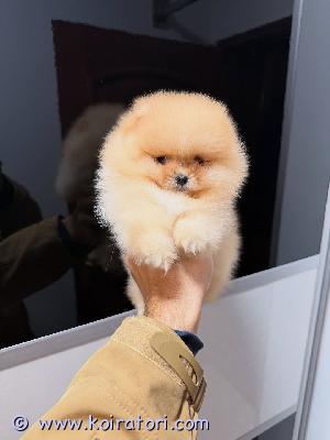 myydään Pomeranianin pennut www.koiratori.com-ilmoitus Meillä on uros- ja naaraspentuja, jotka ovat nyt valmiita lähtöön. Molemmilla on upean leikkisä luonne, ja ne rakastavat leikkiä lasten ja muiden lemmikkien kanssa! ne lähtevät myös pentuekavereidensa tuoksuisen peiton ja pehmolelun kanssa. Nämä pennut ovat täydellisiä seuralaisia ??ja sopivat täydellisesti mihin tahansa perheeseen. Niillä on merkittävä näyttelypotentiaali tai niistä tulee hellävaraisia ??perheen lemmikkejä. Ne ovat kaikki terveitä, rokotettuja, kotikoulutettuja, pottakoulutettuja ja kaikki ovat pottakoulutettuja. Ota yhteyttä saadaksesi lisätietoja, kuvia ja toimitusta.