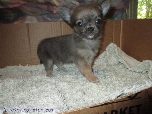 myydään chihuahua www.koiratori.com-ilmoitus 15.7 suomessa syntynyt pentu etsii kotia pentu on reipas ja sosiaallinen pennun vanhemmat omia koiria,pentu tarkastetaan ja sirutetaan ennen luovutusta pennun vanhemmat ei ole rekisteröityjä joten pentua ei voi rekisteröidä.varausmaksu 300e mitä ei palauteta jos ostaja peruu tämä vähennetään hinnasta.ei osamaksuaTiedustelut sähköpostilla tai tekstiviesteillä