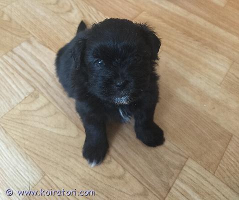 myydään shihtzu/schnoodle www.koiratori.com-ilmoitus Ihana, pörheä urospentu neljän pennun pentueesta etsii vielä omia ihmisiä. Syntynyt 19.7.26, emo on shihtzu, isä schnoodle omia kotikoiria. Pennut ovat kasvaneet ihmisten, koirien ja kissojen parissa, tottuneet lapsiin ja moneen menoon. Erittäin ihmisrakas sylivauva. Turkki tulee vaatimaan trimmausta/hoitoa. Turkki on melko allergiaystävällinen, karvaa ja hilsettä ei juurikaan irtoa. Ennen luovutusta sirutus ja eläinlääkärin tarkastus, pentupaketti ja hoito- ohjeet mukaan. Sähköpostilla saa lisätietoja. Jos kiinnostunut, kerrothan itsestäsi ja millaiseen kotiin pentu olisi tulossa. Luovutus noin 9 viikkoisena eli aikaisintaan 19.9.