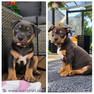 myydään americanbully www.koiratori.com-ilmoitus Americanbully xl/standard -pentue.kaksi upea tri color narttupentua etsivät aktiivisia ja rakastavia loppuelämän kotejaan.molemmat vanhemmat ovat terveitä ja tervepäisiä rotunsa edustajia. Luonteeltaan erittäin ihmisläheisiä sosiaalisia ja tasapainoisia perhekoiria.sukutaulun huippunimiä ovat muun muassa:• dual ch jax• parasiemprebulls trinity  ja trimax• bomb blood don choc• raw prides brace• bossys jumanji  ja pez koipennut kasvavat lapsiperheen arjessa tottuen erilaisiin ääniin, käsittelyyn, eri ihmisiin sekä muihin koiriin.panostamme pentujen varhaiseen sosiaalistamiseen ja monipuolisiin kokemuksiin ennen luovutusta.pennut luovutetaan:• eläinlääkärin tarkastamina• useaan kertaan madotettuina• sirutettuina• rekisteröityinä abkc (american bully kennel club)pentupaketin kera.luovutus vk37, jolloin ovat 8vkjos olet etsimässä itsellesi tai perheellesi uutta perheenjäsentä, niin ota yhteyttä niin jutellaan lisää.toivomme, että kerrot yhteydenotossasi itsestäsi ja perheestäsi sekä siitä millaisen kodin voit tarjota tulevalle pennulle.