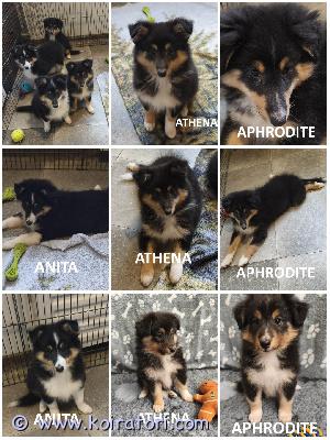 MYYDääN sheltie www.koiratori.com-ilmoitus The kennel is selling tricolor sheltie puppies, born on june 30.06.2026.we have three females available: the clever and beautiful anita, the agility gem athena, and the calm aphrodita.all puppies are healthy and have no food or medication allergies.the puppies are outgoing, playful, and always positive.ready to go to a new family.each puppy has an ekl/fci pedigree, a european passport, a microchip, age-appropriate vaccines, and a sales contract.the parents are show dogs and have been health tested.i have whatsapp and viber.kennel myy tricolor sheltin pentuja, jotka ovat syntyneet 30.06.2026.meillä on vapaana kolme narttua: älykäs ja kaunis anita, agilityn helmi athena ja rauhallinen aphrodita.kaikki pennut ovat terveitä, eikä niillä ole ruoka- tai lääkeaineallergioita.pennut ovat ulospäinsuuntautuneita, leikkisiä ja aina positiivisia.valmiita muuttamaan uuteen kotiin.jokaisella pennulla on ekl/fci-sukutaulu, eurooppalainen passi, mikrosiru, ikätasoiset rokotukset ja kauppakirja.vanhemmat ovat näyttelykoiria ja heille on tehty terveystarkastuksia.minulla on whatsapp ja viber.