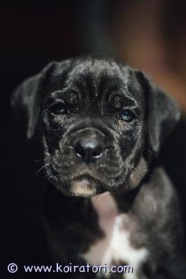 MYYDääN canecorso www.koiratori.com-ilmoitus Kauniit mustabrindlet ja mustat pennut syntyivät kenneliimme 23.7.vielä 1 urospentu pentu ja 2 tyttöä varattavissa parhaaseen ja vastuuntuntoiseen kotiin.vanhemmat ovat hyväluonteiset ja terveet hyvillä näyttelytuloksilla.pennulle mukaan erittäin kattava pentupaketti(arvo n.200e)sekä kasvattajan loppuelämän tuki.kodilta odotamme rodun tuntemusta/rotuun tutustumista sekä elämäntilannetta,jossa pennulle mahdollisuus tarjota huolehtiva ja vastuuntuntoinen koti.osamaksu mahdollisuus.ole valmis kertomaan millainen koti sinulla olisi tarjota.kerron mielelläni lisää pennuistamme +37255628699 whatsapp