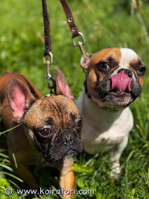 myydään ranskanbulldoggi www.koiratori.com-ilmoitus Kaunlita, terveitaranskanbulldogin pentuja, uros ja narttu. 7kuukauden ikäisiä, täysinrokotettuja,mikrosirutettuja jaterveystodistuksellavarustettuja. Suosittelijoita. Seuraameita instagramissa: lifesparkkennel_fci