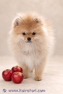 myydään pomeranian www.koiratori.com-ilmoitus Kaunis oranssi pomeranian-tyttö etsii rakastavaa kotia tyttö on rokotettu ja sirutettu. Hänellä on lemmikkieläinpassi sekä fci-sukutaulu. Hän sopii erinomaisesti sekä rakastetuksi perheenjäseneksi että näyttelyihin.vanhemmat on tutkittu polvilumpion sijoiltaanmenon eli patellaluksaation varalta.ota rohkeasti yhteyttä – vastaamme mielellämme kaikkiin kysymyksiisi!