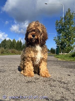 MYYDääN cavapoo www.koiratori.com-ilmoitus Paavo on 4 kuukauden ikäinen, iloinen, utelias ja ystävällinen pentu. Hän on kasvanut lasten kanssa, joten ensisijaisesti toivomme hänelle kotia, jossa on lapsia. Myös muut sopivat kodit otetaan huomioon.paavolla on kansainvälinen eu-lemmikkipassi, mikrosiru ja tarvittavat rokotukset, mukaan lukien rabiesrokote. Madotukset on tehty.luovutus suomessa sopimuksen mukaan.yhteydenotot whatsappilla +37254664 888puhun suomea.