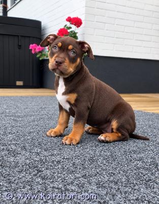myydään americanbully www.koiratori.com-ilmoitus Americanbully xl/standard -pentue.upea chocolate tri color narttupentu etsii aktiivista ja rakastavaa loppuelämän kotiaanmolemmat vanhemmat ovat terveitä ja tervepäisiä rotunsa edustajia. Luonteeltaan erittäin ihmisläheisiä sosiaalisia ja tasapainoisia perhekoiria.sukutaulun huippunimiä ovat muun muassa:• dual ch jax• parasiemprebulls trinity  trimax• bomb blood don choc• raw prides brace• bossys jumanji  pez koipennut kasvavat lapsiperheen arjessa tottuen erilaisiin ääniin, käsittelyyn, eri ihmisiin sekä muihin koiriin. Panostamme pentujen varhaiseen sosiaalistamiseen ja monipuolisiin kokemuksiin ennen luovutusta.tämä pentu on täyttä elämäniloa. Se on poikkeuksellisen rohkea, utelias ja leikkisä pakkaus, jonka häntä heiluu lakkaamatta. Pentu on äärettömän ihmisläheinen – se hakeutuu jatkuvasti lähelle, rakastaa rapsutuksia ja viihtyy sylissä.pennut luovutetaan:• eläinlääkärin tarkastamina• useaan kertaan madotettuina• sirutettuina• rekisteröityinä abkc (american bully kennel club)pentupaketin kera.pentu on 8vk eli luovutusikäinen.jos olet etsimässä itsellesi tai perheellesi uutta perheenjäsentä, niin ota yhteyttä niin jutellaan lisää.toivomme, että kerrot yhteydenotossasi itsestäsi ja perheestäsi sekä siitä millaisen kodin voit tarjota tulevalle pennulle.