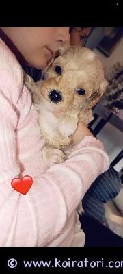 myydään malitpoo www.koiratori.com-ilmoitus Meillä on vielä yksi suloinen maltipoo-urospentu etsimässä sitä omaa, pysyvää ja rakastavaa perhettä.. Pennut syntyi 29.7 ja päivä päivältä kasvuu senkun kiihty– pieniä, suloisia ja täynnä elämäniloa.luovutus 16.9.2026 alkaenpennut sirutetaan ennen luovutusta???? pennut madotetaan asianmukaisestieläinlääkäri tarkistaa pennut ennen luovutusta?? vanhemmat ovat perusterveitä? emo bella: kääpiövillakoira, red, noin 3 kg. Tämä on bellan ensimmäinen pentue, ja bella on hoitanut pienokaisiaan todella hienosti. ?????????? isä: maltankoira, valkoinen, noin 3,5 kg???? pennut sijaitsevat hämeenkoskella.pennuille etsitään ennen kaikkea hyvää, turvallista ja pysyvää kotia, jossa niistä pidetään huolta ja niitä rakastetaan koko niiden elämän ajan. ??????meille saa tulla rauhassa tutustumaan pentuihin ja viettämään aikaa näiden pienten karvapallojen kanssa.jos sydämesi suli näille ihanille pienille pojille, laita rohkeasti viestiä. ????ehkä juuri sinun kodistasi löytyy näille pienille oma rakastava perhe.
