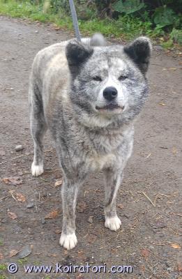 myydään akita www.koiratori.com-ilmoitus 7-v akita etsii loppuelämän kotia,perusterve aikoinaan pevisatutkimukset tehty c,0,silmät ok.sosiaalinen ,itsevarma suuri persoona.elänyt elämänsä maaseudulla pysyy hyvin omalla alueellaan.osaa käyttäytyä asiallisesti myös remmissä ja kylillä ei mikään remmirähjä tai tappelupukari.joidenkin koirien kanssa tulee toimeen mutta ei kaikkien.tämän vuoksi ainoaksi koiraksi tai rauhallisen uroksen kaveriksi.tullut toimeen lasten kanssa mutta viihtyy paremmin rauhallisessa ympäristössä.ei sovellu talouteen jossa kissoja kaneja ym.pieneläimiä hevosten ja nautojen kanssa ei ongelmia ei ole ilmennyt minkäänlaista riistan jahtaamista.luovutetaan vain omakotitaloon jossa omaa pihaa ja kotiin jossa ymmärrystä akitasta tai vastaavasta koirasta.