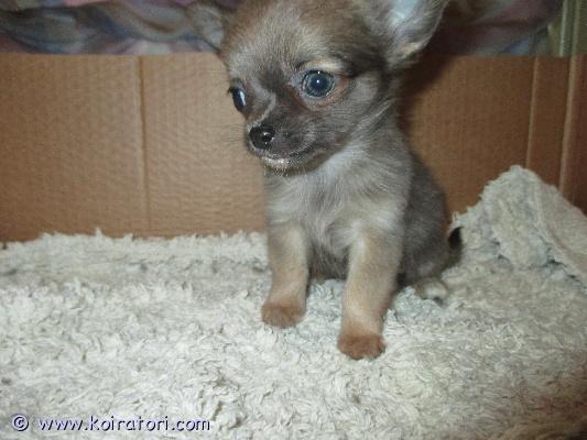 MYYDääN chihuahua www.koiratori.com-ilmoitus Suomessa 15.7 syntynyt pentu etsii kotia pentu on reipas ja sosiaallinen vanhemmat omia koiria pennun vanhemmat ei rekisteröityjä.pentu on tarkastettu ja sirutettu näistä todistus mukaan.ei osamaksuatiedustelut s-postilla tai tekstiviesteillä041-4863276