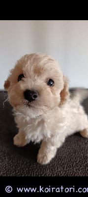 myydään maltipoo www.koiratori.com-ilmoitus Hyviä koteja etsitään 14.8.2026 syntyneille uros ja narttu pennuille. Terveystarkastetut vanhemmat. Pennut luovutetaan eläinlääkärin tarkastamina ja sirutettuina. Pennut sosiaalistetaan hyvin normaaliin perheen elämään. Soveltuvat myös lapsiperheisiin mikäli pienen koiran käsittely hallitaan. Kerro kodista millainen sinulla olisi tarjota. 