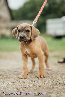 MYYDääN canecorso www.koiratori.com-ilmoitus Kaunis tyttöpentu elizabeth taylor vielä omaa rakastavaa kotia vailla.tyttö on syntynyt 14.6 ja on rekisteröity eestin kennelliittoon.eläinlääkärin terveeksi tarkastama,sirutettu ja iän mukaisesti rokotettu ja eu-passi on.vanhemmat hyväkäytöksiset ja terveet,molemmilla vahvat kansainväliset näyttelytulokset ja terveystarkastettu.mukaan pennulle kattava pentupaketti ja kasvattajan loppuelämän tuki.uudelta perheeltä odotamme että olet rotuun tutustunut,sinulla on tasapainoinen elämäntilanne ja pystyt tarjoamaan tytölle vastuullisen ja rakastavan kodin.mikäli pennun hankinta on ajankohtaista kerron mielelläni lisätietoja puhelimitse tai whatsapp +37255628699(myös suomeksi)osamaksu järkevissä osissa ok.