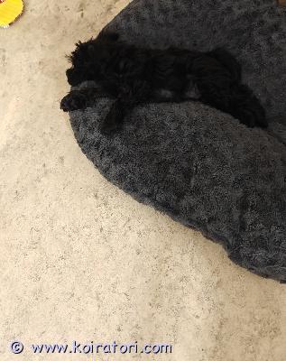 myydään schnoodle www.koiratori.com-ilmoitus Meille syntyi 19.7. Suomessa ihana ja odotettu schnoodle-pentue. Kyseessä on trimmattava yhdistelmä, jonka isä on villakoira (n. 5 kg) ja emä kääpiösnautseri (n. 6,5 kg). Pentueesta on vielä vapaana yksi tyttöpentu ja yksi poikapentu. Pennut kasvavat arjen keskellä sisätiloissa, joten ne ovat tottuneet kodin ääniin, kissoihin sekä muihin koiriin.pennut ovat luovutusikäisiä (8 viikkoa) alkaen 11.9.turkinhoito:koska molemmat vanhemmat ovat trimmattavia, myös pennuilla tulee olemaan aikuisena trimmattava turkki. Niistä ei lähde perinteistä irtokarvaa, mutta turkki vaatii säännöllistä harjausta ja trimmausta läpi elämän. Pentujen kanssa onkin jo harjoiteltu viikoittaista turkinhoitoa ja käsittelyä.tietoa pennuista:syntymämaa: suomi-sirutettu ja eläinlääkärin tarkastama 9.9.-useasti madotettuensimmäinen rokotus (12 vko ikäisenä) jää uuden omistajan hoidettavaksi.hinta: 1500 €ota yhteyttä ja kerro, millaisen kodin voisit tarjota näille valloittaville suloistuksille!