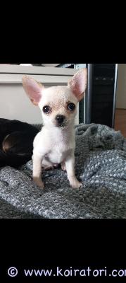 myydään chihuahua www.koiratori.com-ilmoitus Rauhallista kotia etsii suloinen 3kk ikäinen chihuahua poitsu onni. Oikea sylivauva joka nukkuu yöt vieressä. Myydään chihun sielunmaisemaa ymmärtävään rakastavaan loppuelämänkotiin. Tottunut toisiin koiriin ja kissakin on hänelle tuttu. Onni ei ole haukkuherkkä. 