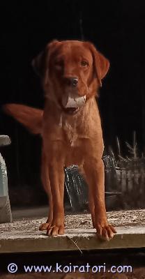 myydään labradorinnoutaja www.koiratori.com-ilmoitus Labradorinnoutaja narttu ja uros etsivät omia kotejaan. Narttu 2v ja uros 3v. Ovat rekisteröidyt. Kiltit ja sosiaaliset luonteet. Nartusta ainakin löytyy riistaviettiä. Myydään ok-taloon missä omaa pihaa.perheeseen jossa koiralle paljon aikaa. .hinta on kappalehinta.