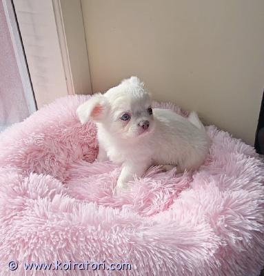 MYYDääN chihuahua www.koiratori.com-ilmoitus Pitkäkarvainen chihuahuan poikapentu etsii rakastavaa kotia. Ikä 2 kk. todella sosiaalinen, reipas ja ihmisrakas pikkuinen. On tottunut lapsiin ja sopisi hyvin rakastavaan kotiin lemmikiksi, kaveriksi ja kotikoiraksi. Molemmat vanhemmat ovat sosiaalisia, terveitä ja hyväluonteisia kotikoiria. Pentu luovutetaan asianmukaisesti rokotettuna, madotettuna ja sirutettuna. Mukaan tulee pentupaketti, ohjeita pennun hoidosta, rokotusohjeita ja sopimus pennun kaupasta. lisätietoja, kuvia ja videoita voi kysellä soittamalla tai kirjoittamalla.