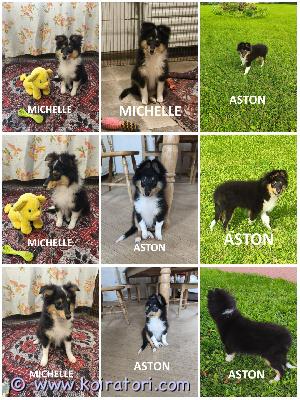 MYYDääN sheltie puppies www.koiratori.com-ilmoitus The kennel is offering tricolor sheltie puppies born on 23.06.2026.one female and one male are available.the puppies are healthy, with no food or medication allergies,and are cea n/n.the male has properly descended testicles.the puppies meet the breed standard.they are sociable, playful, and always cheerful.the puppies are ready to join their new families.each puppy comes with an ekl/fci pedigree, an eu pet passport, a microchip, age-appropriate vaccinations, and a sales contract.the parents are show dogs with health clearances.i am available on whatsapp and viber.kennel myy tricolor-shetlanninlammaskoiran pentuja, jotka ovat syntyneet 23. Kesäkuuta 2026.vapaina on yksi tyttö ja yksi uros.pennut ovat terveitä, niillä ei ole ruoka- tai lääkeaineallergioita ja ne ovat cea n/n -sertifioituja.urheilu koiralla on kivekset paikoillaan.pennut ovat tasakokoisia.ne ovat ulospäinsuuntautuneita, leikkisiä ja aina positiivisia.pennut ovat valmiita muuttamaan uusiin koteihinsa.jokaisella pennulla on ekl/fci-sukutaulu, eurooppalainen passi, mikrosiru, ikätasoiset rokotukset ja kauppakirja.vanhemmat ovat näyttelykoiria ja ne on terveys tarkastettu.minulla on whatsapp ja viber.