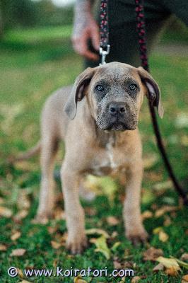 MYYDääN canecorso www.koiratori.com-ilmoitus Kaunis tyttöpentu elizabeth taylor vielä omaa rakastavaa kotia vailla.tyttö on syntynyt 14.6 ja on rekisteröity eestin kennelliittoon.eläinlääkärin terveeksi tarkastama,sirutettu ja iän mukaisesti rokotettu ja eu-passi on.avnhemmat hyväkäytöksiset ja terveet,molemmilla vahvat kansainväliset näyttelytulokset ja terveystarkastettuja.mukaan pennulle kattava pentupaketti ja kasvattajan loppuelämän tuki.uudelta perheeltä odotamme että olet rotuun tutustunut,sinulla on tasapainoinen elämäntilanne ja pystyt tarjoamaan tytölle vastuullisen ja rakastavan kodin.mikäli pennun hankinta on ajankohtaista kerron mielelläni lisätietoja puhelimitse tai whatsapp +37255628699(myös suomeksi)osamaksu järkevissä osissa ok.