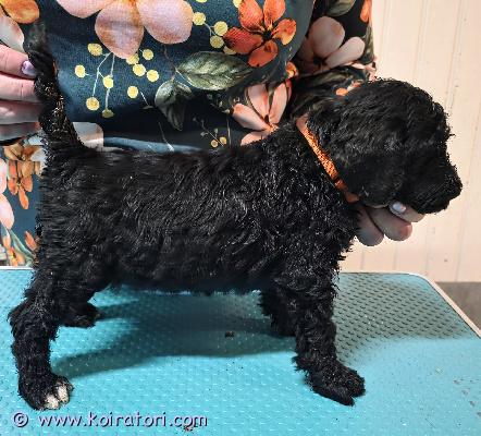 myydään labradoodle www.koiratori.com-ilmoitus Labradoodle pennut s. 6.8.2026 suomessaisä villis, emä labradoodle.terveitä ja reippaita perhekoiria molemmat.pennut sirutetaan, madotetaan, terveystarkastetaan ja opetetaan kaikkeen käsittelyyn ennen luovutusta. Ostaja rokoittaa 12 viikoisena.luovutus 24.9. Alkaen.ei osamaksua.uroksia vapaana.pennut sijaitsevat oulussa.varausmaksu 100€hinta 1600€