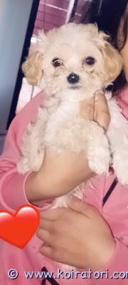 myydään malitpoo www.koiratori.com-ilmoitus ???? ihana maltipoo-uros etsii omaa rakastavaa kotia ????tämä suloinen pieni maltipoo-poika etsii vielä omaa pysyvää ja rakastavaa perhettään. ?????? uros???? leikkisä, iloinen ja todella miellyttävä luonteeltaan???? sirutettu???? madotukset hoidettu???? eläinlääkäri on tarkistanut pennun???? vanhempien terveydentila on tarkastettu???? isä on maltan koira (maltese)???? äiti on kääpiövillakoirapentu kasvaa rakkaudella ja saa paljon ihmisten kanssa olemista ja käsittelyä. ???? hänestä toivotaan löytyvän koti, jossa hän saa olla rakastettu perheenjäsen koko loppuelämänsä. ?????? tervetuloa tutustumaan pentuun!lisätietoja ja kuvia saa kysymällä.