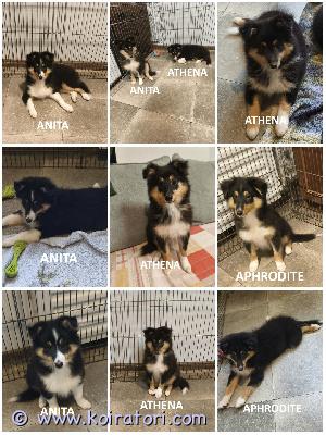 MYYDääN sheltie www.koiratori.com-ilmoitus The kennel is offering tricolor sheltie puppies born on 30.06.2026.three females are available: the smart and beautiful anita, the agility prospect athena, and the calm aphrodite.all puppies are healthy, with no food or medication allergies.all vaccinations have been completed.the puppies are sociable, playful, and always cheerful.they are ready to join their new families.each puppy comes with an ekl/fci pedigree, an eu pet passport, a microchip, and a sales contract.the parents are show dogs with health clearances.i am available on whatsapp and viber.kennel myy tricolor sheltin pentuja, jotka ovat syntyneet 30.06.2026.meillä on myynnissä kolme tyttöä: fiksu ja kaunis anita, agilityn helmi athena ja rauhallinen aphrodite.kaikki pennut ovat terveitä, eikä niillä ole ruoka- tai lääkeaineallergioita.kaikki rokotukset on annettu.pennut ovat ulospäinsuuntautuneita, leikkisiä ja aina positiivisia.valmiita muuttamaan uuteen perheeseen.jokaisella pennulla on ekl/fci-sukutaulu, eurooppalainen passi, mikrosiru ja kauppakirja.vanhemmat ovat näyttelykoiria ja heille on tehty terveystarkastuksia.minulla on whatsapp ja viber.