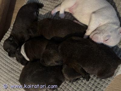myydään staffordshirenbullterrieri www.koiratori.com-ilmoitus Suomessa syntyneet (8.9.2026) staffi pennut etsivät omaa loppuelämän kotia, jossa ne otetaan vastaan rakastettavana perheenjäsenenä. Uudelta kodilta odotamme rodun tuntemusta sekä sitoutumista aktiivisen rodun omaavan koiran kasvattamiseen.pentujen vanhemmat ovat hyväluonteisia ja viettävät arkea lapsiperheissä. Pennut luovutetaan aikaisintaan 8vko:n iässä (3.11.2026) rekisteröitynä, sirutettuna, madotettuna ja eläinlääkärin tarkistamana.pentueessa yksi uros (varattu) ja viisi narttua.varausmaksu 300€ (vähennetään myyntihinnasta). Varauksen peruuntuessa varausmaksua ei palauteta.pennut luovutetaan vain hyvään ja sitoutuneeseen kotiin. Kerrothan yhteydenotossasi millainen koti sinulla on tarjota.Pennut kasvavat emän kanssa.