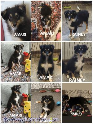 MYYDääN sheltie www.koiratori.com-ilmoitus The kennel is offering tricolor sheltie puppies born on june 18, 2026.available: a female named amari and a male named rainey.the puppies are healthy, with no food or medication allergies.the male has descended testicles.the puppies meet the breed standard.they are sociable, playful, friendly, and always cheerful.amari shows great potential for agility.all vaccinations are complete.the puppies are ready to join their new families.each puppy comes with an ekl/fci pedigree, an eu pet passport, a microchip, and a sales contract.the parents are show dogs with health clearances.i am available on whatsapp and viber.kennel myy tricolor shetlannin shelttipentuja, jotka ovat syntyneet 18. Kesäkuuta 2026.tarjoamme on tyttö amari, ja poika rainey.pennut ovat terveitä, eikä niillä ole ruoka- tai lääkeaineallergioita.pojalla on kivekset paikoillaan.pennut täyttävät rotumääritelmän.ne ovat ulospäinsuuntautuneita, leikkisiä, ystävällisiä ja aina positiivisia.amarilla on vahva agility-taipumus.kaikki rokotusten annot on annettu.pennut ovat valmiita muuttamaan uusiin koteihinsa.jokaisella pennulla on ekl/fci-sukutaulu, eurooppalainen passi, mikrosiru ja kauppakirja.vanhemmat ovat näyttelykoiria ja ne on terveys tarkastettu.minulla on whatsapp ja viber.