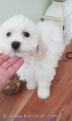 myydään biton www.koiratori.com-ilmoitus etsitään rakastavia ja vastuullisia koteja suloisille ja hyväluonteisille koiranpennuille (coton de tulear / bichon frise -mix, biton). Tarjolla on kaksi tyttöä ja yksi poikapentu. Pennut kasvavat perheen keskellä ja ovat tottuneet normaaleihin arjen ääniin sekä käsittelyyn.pennut ovat syntyneet suomessa 12.7.2026 ja ovat saavuttaneet luovutusiän. Eläinlääkärin tarkastamat sekä siruttamat 21.9.2026. Pennut myöskin madotettu kahteen kertaan. Lääkärintodistukset tulevat pentujen mukaan. Pennut sijaitsee kauhajoella. mukaan uuteen kotiin pennut saavat tuttua ruokaa, eläinlääkärin tarkastustodistuksen, ostaja huolehtii pentujen ensimmäisistä rokotuksista 12 viikon iässä (lokakuussa).hinta: 1600€ / pentuotathan yhteyttä ja kerrot hieman siitä, millaisen kodin voisit tarjota pennulle! yhteydenotot ja kyselyt viestillä