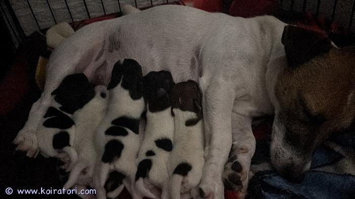 myydään jackrusselinterrieri www.koiratori.com-ilmoitus Jackrusselinterrierin pentuja vielä omaa kotia vailla. Syntyneet 12.9 ja luovutus marraskuun alussa 8 viikon iässä. 4 narttua ja 2 urosta. Emo on sileäkarvainen ja isä puolikarkeakarvainen. Etsitään koteja, joissa pääsisi osaksi perheen elämää. Sopii toki myös harrastuskoiraksi aktiivisen luonteensa takia. Käy myös ensimmäiseksi koiraksi. Tervetuloa katsomaan näitä ihanuuksia varkauteen pohjois-savoon! pennut kasvavat keskellä lapsiperhearkea, joten ovat tottuneet käsittelyyn ja ääniin. Eläinlääkäri tarkastaa pennut 5 viikon iässä ja ne myös sirutetaan. 