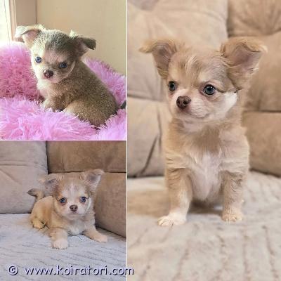 MYYDääN chihuahua www.koiratori.com-ilmoitus Pitkäkarvainen chihuahuan poikapentu etsii rakastavaa kotia. Ikä 2 kk. Harvinainen väri: isabella (lila sävy).sosiaalinen, reipas ja ihmisrakas pikkuinen. On tottunut lapsiin ja sopisi hyvin rakastavaan kotiin lemmikiksi. Pentu luovutetaan asianmukaisesti rokotettuna, madotettuna ja sirutettuna. Mukaan tulee pentupaketti, ohjeita pennun hoidosta, rokotusohjeita ja sopimus pennun kaupasta. lisätietoja voi saada sähköpostitse /puhelimitse. 
