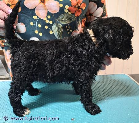 myydään labradoodle www.koiratori.com-ilmoitus Siinä ois 6.8.2026 suomessa syntyneitä kiharakarvasia kakka makkaroita myynnissä. ihania naskali hampaisia hali kavereita kaikille. Tuottavat jatkuvaa siivousta ja haisevat pahalta mutta silti tekee mieli vaan pussailla ja halailla. Hyvin tottuneita kaiken laiseen mekkalaan yrittävät leikkiä vääntää imurin kanssa ja nukkuvat pesukoneen rummutukesen läpi. kahden ruskean värisen ja mustan värisiä poikia jäljellä joita saa alkaa hakemaan vaikka heti kävely reissulla.sirutettu 15.9.2026madotettu 10.9.2026eläinlääkärin tarkastamia 15.9.2026sijainti oulupennut on syntyneet oulussa, suomessa.ostajan vastuulla on rokottaa pentu 12 ja 16 viikon iässä.varaus maksu on 100€hinta 1300€ei osa maksua