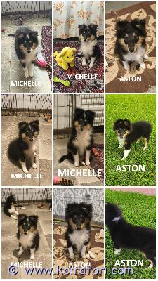 MYYDääN sheltie www.koiratori.com-ilmoitus The kennel is offering tricolor sheltie puppies born on 23.06.2026.one female and one male are available.the puppies are healthy, with no food or medication allergies,and are cea n/n.the male has descended testicles.the puppies meet the breed standard.they are sociable, playful, and always cheerful.the puppies are ready to join their new families.each puppy comes with an ekl/fci pedigree, an eu pet passport, a microchip, and a sales contract.all vaccinations have been completed.the parents are show dogs with health clearances.i am available on whatsapp and viber.kennel myy tricolor-shetlanninlammaskoiran pentuja, jotka ovat syntyneet 23.06.2026.vapaina on yksi tyttö ja yksi uros.pennut ovat terveitä, niillä ei ole ruoka- tai lääkeaineallergioita ja ne ovat cea n/n -sertifioituja.poikasen kivekset ovat paikoillaan.pennut ovat rotumääritelmän mukaisia.ne ovat ulospäinsuuntautuneita, leikkisiä ja aina positiivisia.pennut ovat valmiita muuttamaan uusiin koteihinsa.jokaisella pennulla on ekl/fci-sukutaulu, eurooppalainen passi, mikrosiru ja kauppakirja.kaikki rokotukset on annettu.vanhemmat ovat näyttelykoiria ja ne on terveys tarkastettu.minulla on whatsapp ja viber.