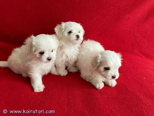 myydään maltese www.koiratori.com-ilmoitus Minulla on pentuja saatavilla! ????pentueessa on 3 pentua: 2 poikaa ja 1 tyttö. Pennut syntyivät 11.08.2026 ja ovat valmiita luovutettaviksi 8 viikon ikäisinä eli 10.10.2026 alkaen.pennut rokotetaan ja madotetaan 4 kertaa ennen luovutusta. ????kelly (emä) on 2-vuotias maltankoiratyttö. Hän on erittäin kiltti ja rauhallinen sekä hyvin perhekeskeinen. Pienestä koostaan huolimatta hän on myös hyvä vahtikoira. Kelly tulee erittäin hyvin toimeen lasten kanssa. Omistan pennun emän.max (isä) on 2,5-vuotias maltankoirauros. Hän rakastaa läheisyyttä ja huomiota ja haluaisi mielellään olla sylissä lähes koko ajan. ??pennut kasvavat tutussa ja turvallisessa kotiympäristössä. Ne tottuvat lapsiin sekä muihin eläimiin, kuten kissoihin ja kaneihin. ??????maltankoiran pennun ottaminen on suuri vastuu. Toivomme, että pennut pääsevät rakastaviin koteihin, joissa niille voidaan antaa riittävästi aikaa, huomiota, liikuntaa ja koulutusta.jos olet kiinnostunut, lähetä meille viesti sekä whatsapp-numerosi, niin vastaamme mahdollisimman pian. ????