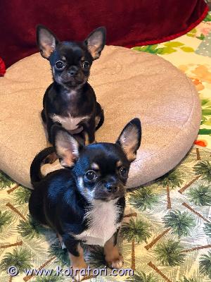 myydään chihuahua www.koiratori.com-ilmoitus Kahden kuukauden ikäiset chihuahua-tytöt odottavat perhettään ja kotiaan, hyvänluonteisia, hyvin kehittyneitä ja sosiaalisia pentuja. Ne ovat mikrosirutettuja ja eläinlääkärin tarkastamia, ja ne on madotettu  ne luovutetaan rekisteröityinä, ekl-fci-rotutodistuksella ja lemmikkipassilla varustettuina. Vanhemmat ovat ystävällisiä näyttelykoiria. Pennut ovat tottuneet muihin koiriin, ovat rohkeita ja aktiivisia.jos olet kiinnostunut, ole valmis esittelemään itsesi ja perheesi, sillä haluan valita sopivimman perheen ja parhaan kodin.lähetä sähköpostia ilmoittajalle: