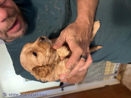 myydään cockapoo www.koiratori.com-ilmoitus Sijoitetaan cockapoo narttu pentu max n 150 km säteellä salosta pentu on luovutusikäinen 10.10.26 alkaen luovuttaessa ell tarkastama, sirutettu sekä useasti madoitettu kerrothan kysellessäsi minne ja minkälaiseen kotiin pentua kyselet !!