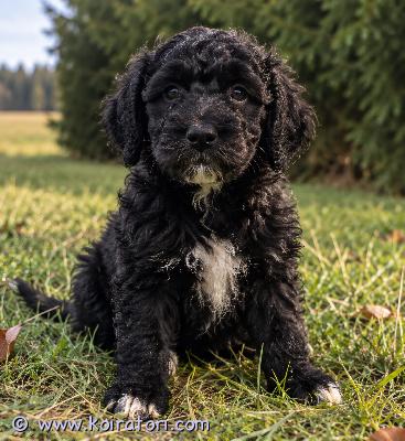 myydään labradoodle www.koiratori.com-ilmoitus Hauskoja pennunpalleroita vailla omaa kotia ja syliä!pojan kämppä menee oulussa remppaan ja pennut tulee pihtiputaalle myyntiin sunnuntaista alkaen. meillä on mahdollisuus kuljettaakin vaikka 100km päähän.tärkeintä on, että pallerot pääsisivät nyt omaan kotiin harjoittelemaan elämää, kun ovat nyt 8 viikkoisia.on tottuneet kaikkeen, on ulkoilleet, on madotettu, sirutettu ja ell.tarkastettu.pentupaketti tulee mukaan.soittele tai laita viestiä ja tuu kahtoo. hinta 1400€ ja varausmaksu 100€, jos joku varailla haluaa.vanhemmat on terveitä ja hyväluonteisia kotikoiria.