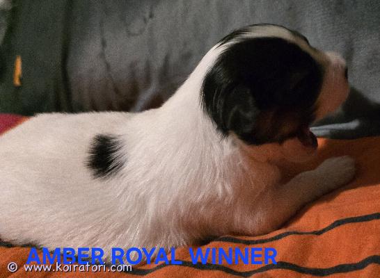 myydään papillon www.koiratori.com-ilmoitus Amber royal-kennel tarjoaa urospuolisen papillon-pennun, joka on syntynyt 13. Syyskuuta 2026. Vanhemmilla on terveystarkastustulokset. Fci-sukutaulu.