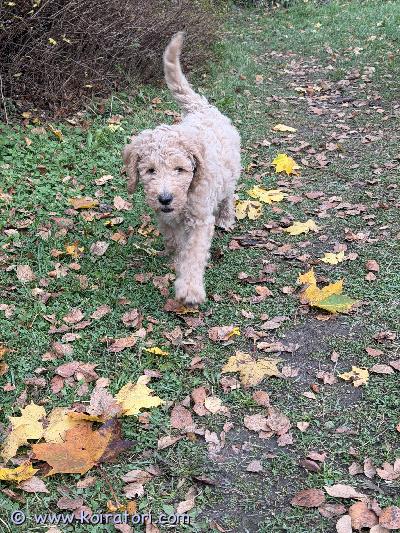 myydään labradoodle www.koiratori.com-ilmoitus Luovutusikäinen tyttöpentu rose etsii hyvää kotia, jossa ymmärretään niin turkin hoidon päälle kuin aktiiviselle koiralle mahdollisuus antaa tarpeeksi liikuntaa ja muuta tekemistä. Luovun vain jos sopiva koti löytyy. Isä on oma valko-ruskea isovillakoira ja emä tuttavan punainen isokokoinen labradoodle. Isä luustokuvattu terveeksi lonkat, kyynärpäät ja selkä. Emää ei ole vielä omistaja kuvannut. Rose on tullut minulle astutuspalkkana ja tarkoitus etsiä joko hyvä koti, sijoittaa tai jättää itselle. Koska minulla on jo itsellä isä ja siskopuoli ym niin siksi harkitsen myös myymistä, vaikka rose on todella ihana ja kaunis pikku riiviö.rose on tottunut liikkumaan vapaana pellolla muiden koirien kanssa, isoja osa. Tekee ulos tarpeensa jos vaan pääsee sinne oikeaan aikaan.hinta on tiukka, koska minun ei ole sitä pakko myydä ja minulle sillä on iso arvo.rosella on jo mikrosiru ja käynyt ell tarkastuksessakin, mistä todistus. On myös useamman kerran madotettu.