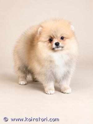 myydään pomerian www.koiratori.com-ilmoitus Pomerian tyttö ja poika pentu etsii uutta kotia.pennut ovat sosiaalisia ja tottuneet lapsiin sekä arjen ääniin ja toimintoihin.turkinhoito ja pesut onnistuu.pottakoulu sujuu hyvin.pennut on rokotettu, madotettu ja sirutettu.ota rohkeasti yhteyttä 