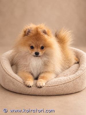 myydään pomeranian www.koiratori.com-ilmoitus  pomeranian-tyttö etsii rakastavaa kotia! oranssinvärinen, 3,5 kuukauden ikäinen pomeranian-tyttö odottaa omaa ihanaa perhettään.pennulla on kaikki ikään kuuluvat rokotukset, mikrosiru, lemmikkieläinpassi sekä viron kennelliiton (ekl/fci) sukutaulu.tyttö on hyvin sosiaalistettu, iloinen ja leikkisä. Tämä suloinen pieni ystävä tuo kotiin paljon iloa ja rakkautta. etsimme hänelle huolehtivaa loppuelämän kotia, jossa hän saa olla rakastettu perheenjäsen.lisätietoja yksityisviestillä!