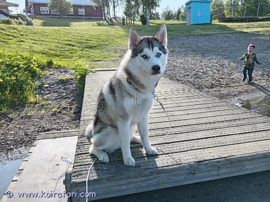 myydään siperianhusky www.koiratori.com-ilmoitus Haikein mielin uutta kotia etsii kaunis 2 vuotias siperianhusky neiti. Ei tule enää toimeen toisen narttumme kanssa ja siitä syystä etsii nyt uutta kotia. Neiti on rauhallinen ja juttelee ulvomalla. Kaikinpuolin terve on, madotukset ja rokotukset on kunnossa. Myydään vain ainoaksi koiraksi tai uroksen kaveriksi. Ei kissa eikä pieneläin kotiin. Ei myydä pelkästään ulkokoiraksi koska tottunut asumaan sisällä oman perheen kanssa. On sisäsiisti ja lapsiin tottunut. laitathan viestiä millainen koti sinulla olisi tarjota! :)myös tuonti mahdollinen. pieksämäki 
