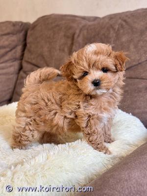 myydään maltipoo-pentuja www.koiratori.com-ilmoitus Meillä on terveitä pentuja valmiina uuteen ja ikuisesti ihanaan kotiinsa. Ne tulevat toimeen lasten ja muiden lemmikkien kanssa, madotetut ja torjutut. Eläinlääkärin tarkastama. Yksi naaras ja yksi uros ovat erittäin rotevia ja valmiita muuttamaan. Erinomaisessa kunnossa, hyvä perheen lemmikki. Kaikki rokotukset annettu, myös sirutettu. Näillä pennuilla on upeat kuviot, ei hengitysvaikeuksia tai terveysongelmia, upea luusto, useita valioliiveja. Jos olet kiinnostunut tarjoamaan näille pennuille hyvän, ihanan ja huolehtivan kodin, ota meihin yhteyttä saadaksesi lisätietoja sähköpostitse.