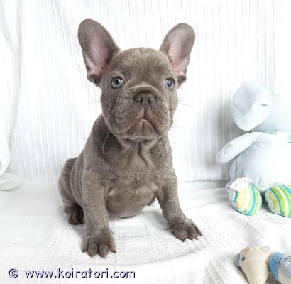 myydään Ranskanbulldogin pennut www.koiratori.com-ilmoitus Meillä on terveitä pentuja valmiina uuteen ja ikuisesti ihanaan kotiinsa. Ne tulevat toimeen lasten ja muiden lemmikkien kanssa, madotetut ja hoidettu pois eläinlääkärin tarkastamina. 1 naaras 1 uros erittäin roteva ja valmis muuttamaan. Erinomaisessa kunnossa, hyvä perheen lemmikki. Kaikki rokotukset annettu, myös sirutettu. Näillä pennuilla on upeat kuviot, ei hengitysvaikeuksia tai terveysongelmia, upea luusto, useita valioliiveja. Jos olet kiinnostunut tarjoamaan näille pennuille hyvän, ihanan ja huolehtivan kodin, ota meihin yhteyttä saadaksesi lisätietoja sähköpostitse.