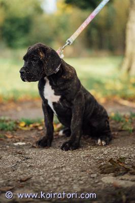 MYYDääN canecorso www.koiratori.com-ilmoitus Vielä rakastavaa kotia vailla ihana griselda.tyttö on syntynyt 23.7 ja eestin kennelliittoon rekisteröity,eläinlääkärin tarkastama,sirutettu,useasti madotettu ja rokotettu iän mukaisesti.luonteeltaan rohkea ja sosiaalinen ja tottunut toisiin koiriin ja muihin eläimiin.perusasioiden opettelu hyvällä mallilla joihin kuuluu  mm.sisäsiisteys.uudelta kodilta odotamme rotuun tutustumista,sinulla on elämäntilanne kunnossa että pystyt tarjoamaan pennulle kaiken sen tarvitseman ja pennun ottaminen on ajankohtaista.mikäli vastasit kaikkiin kyllä,kerron mielelläni lisätietoja pennusta puhelimitse tai whatsapp +37255628699(myös suomeksi)osamaksu mahdollisuus.