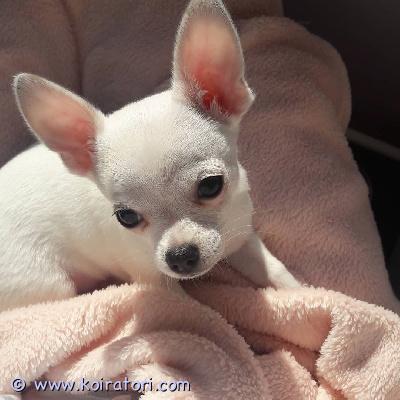 myydään Chihuahuan pennut www.koiratori.com-ilmoitus Meillä on terveitä pentuja valmiina uuteen ja ikuisesti ihanaan kotiinsa. Ne tulevat toimeen lasten ja muiden lemmikkien kanssa, madotetut ja hoidettu pois eläinlääkärin tarkastamina. 1 naaras ja 1 uros erittäin roteva ja valmis muuttamaan. Erinomaisessa kunnossa, hyvä perheen lemmikki. Kaikki rokotukset annettu, myös sirutettu. Näillä pennuilla on upeat kuviot, ei hengitysvaikeuksia tai terveysongelmia, upea luusto, useita valioliiveja. Jos olet kiinnostunut tarjoamaan näille pennuille hyvän, ihanan ja huolehtivan kodin, ota meihin yhteyttä saadaksesi lisätietoja, kuvia ja toimituskuluja.